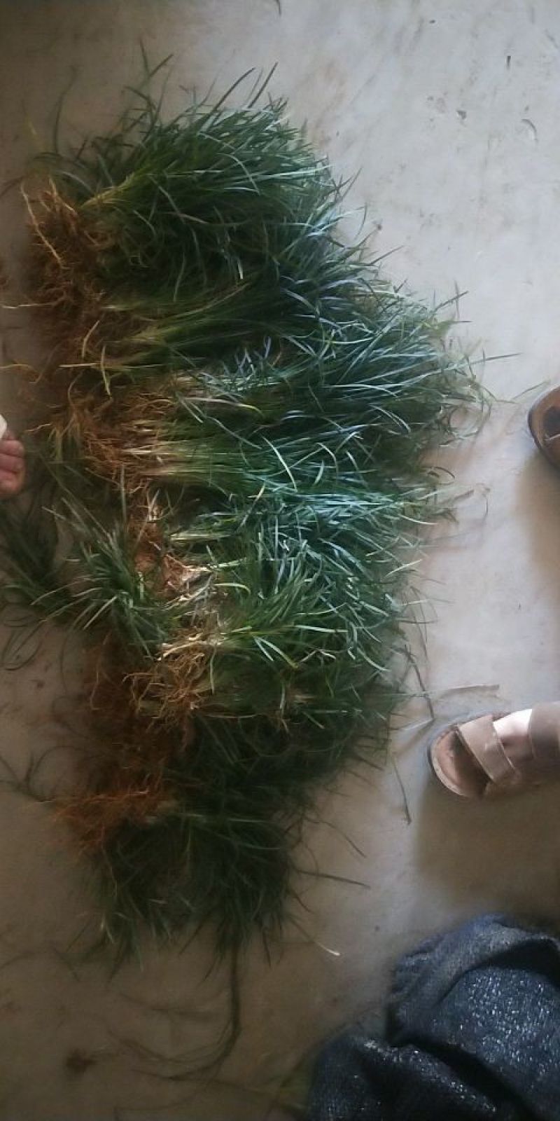 小叶麦冬草