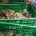 灵山土鸡苗孵化场直销鸡苗灵山土鸡苗20克-30克成活高