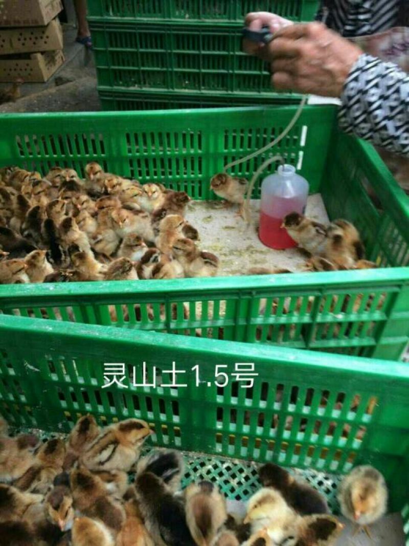 灵山土鸡苗孵化场直销鸡苗灵山土鸡苗20克-30克成活高