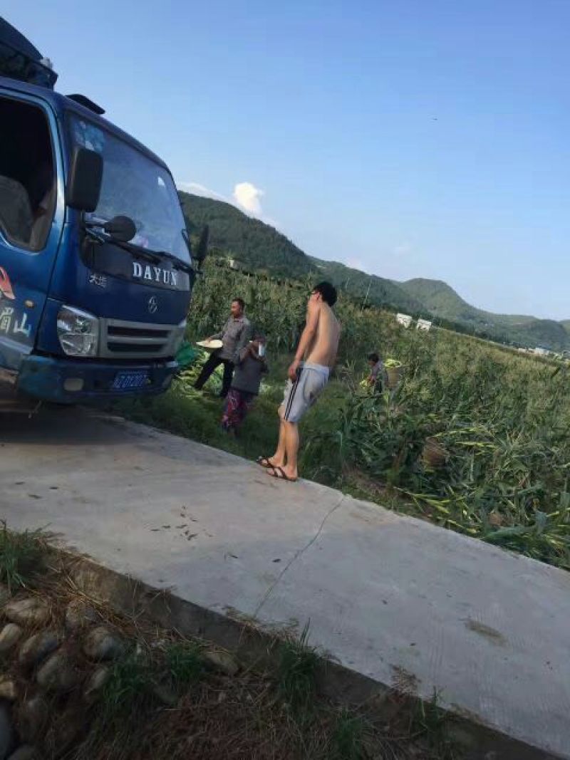 预售水果玉米还有三四天成熟