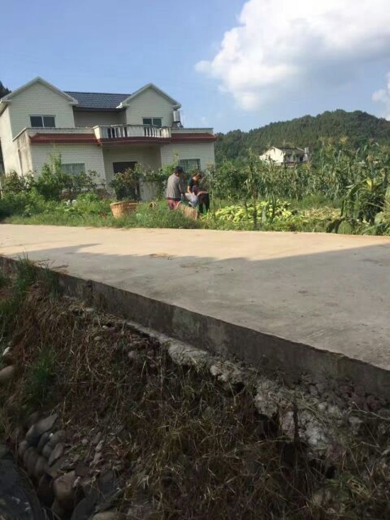 预售水果玉米还有三四天成熟