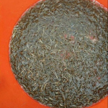 泥鳅3cm以下人工养殖，驯化过的，饲养高密度养殖