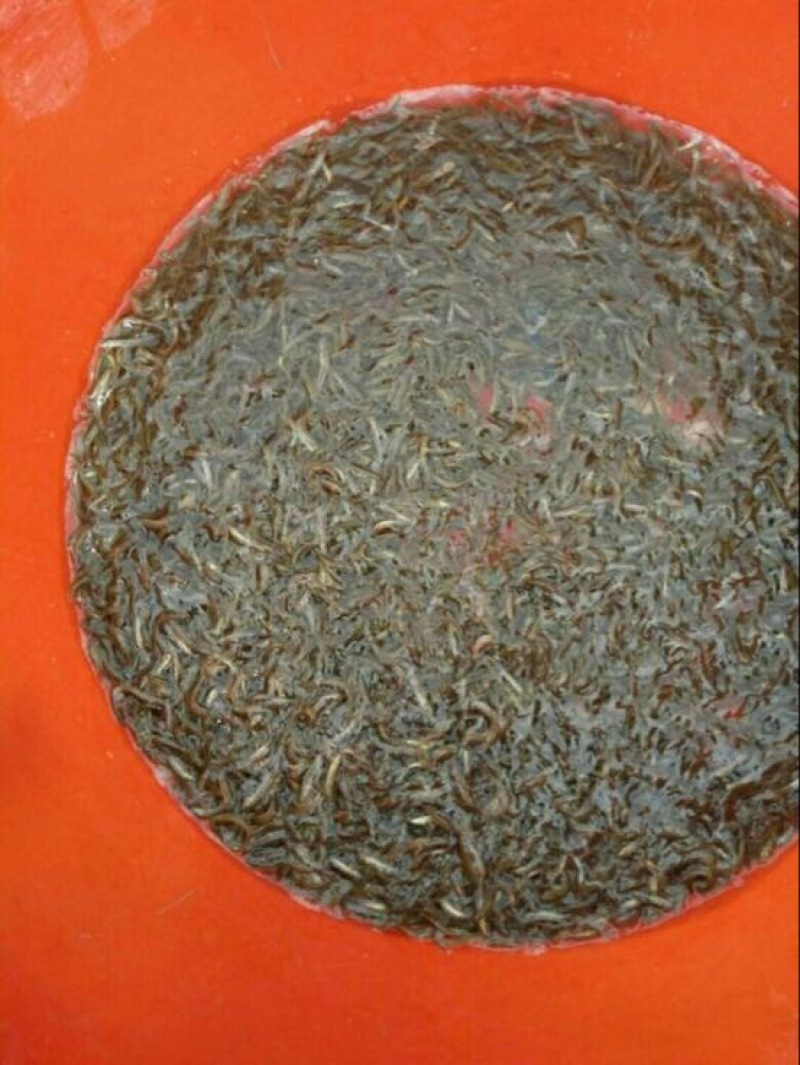 泥鳅3cm以下人工养殖，驯化过的，饲养高密度养殖