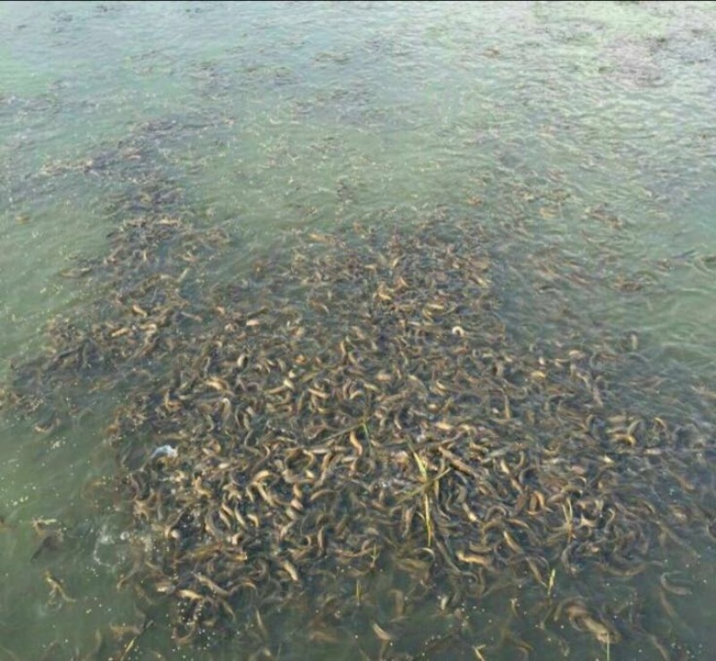 泥鳅3cm以下人工养殖，驯化过的，饲养高密度养殖