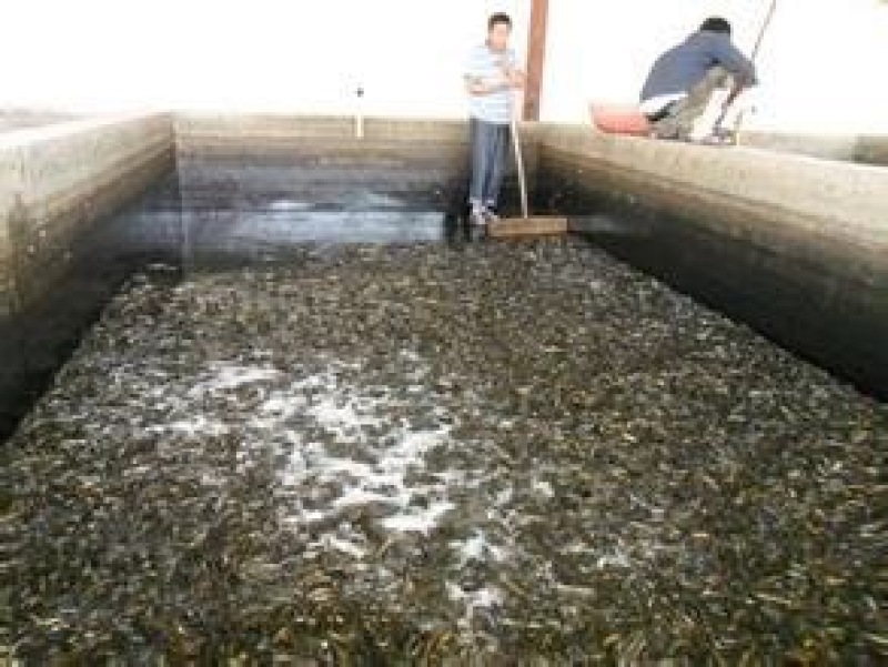 泥鳅3cm以下人工养殖，驯化过的，饲养高密度养殖