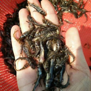 黄颡1两以下公分苗，人工养殖，姜黄色，可以高密度