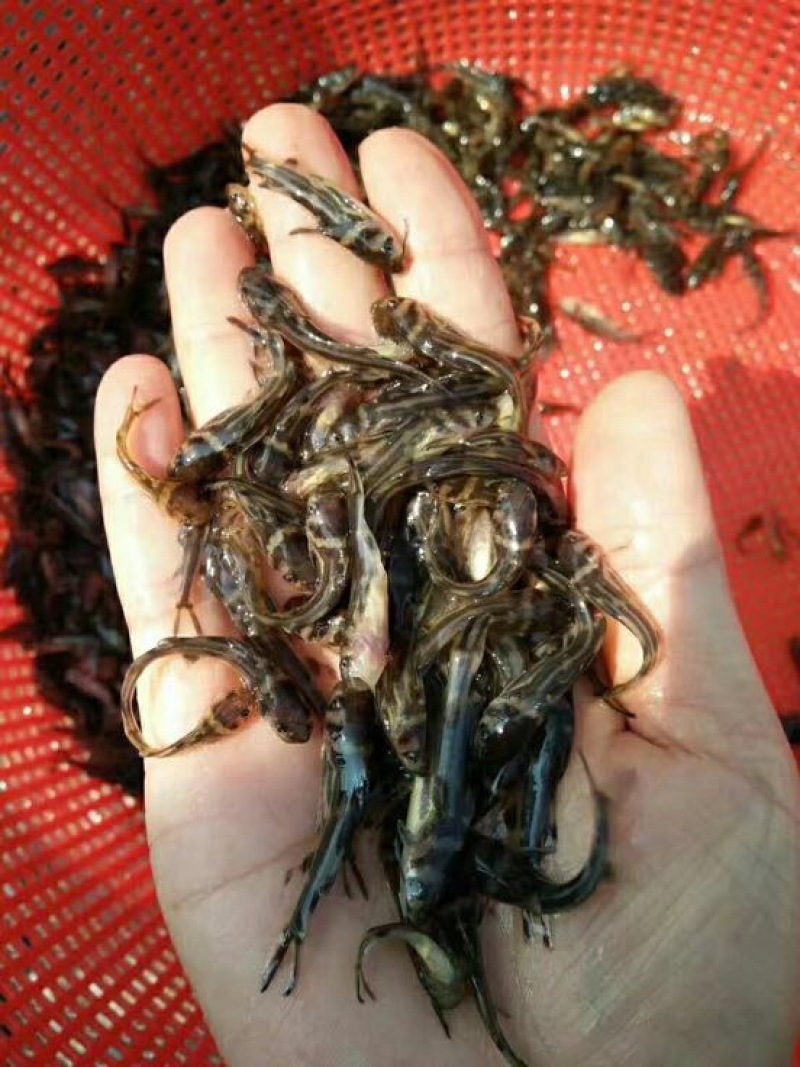 黄颡1两以下公分苗，人工养殖，姜黄色，可以高密度