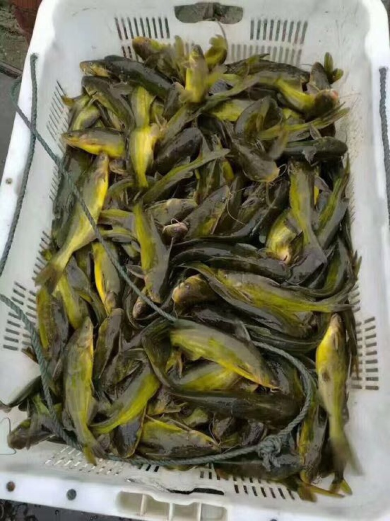 黄颡1两以下公分苗，人工养殖，姜黄色，可以高密度