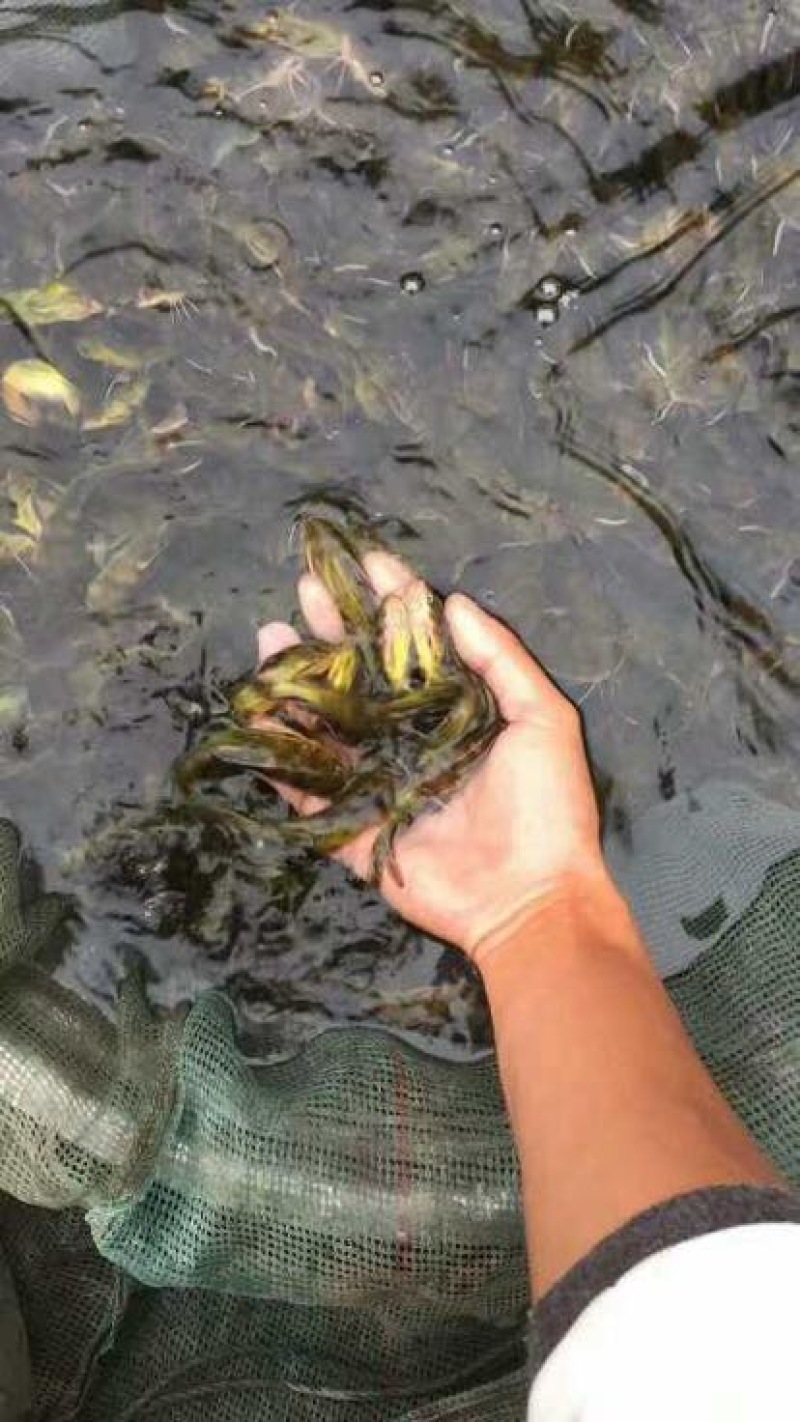 黄颡1两以下公分苗，人工养殖，姜黄色，可以高密度