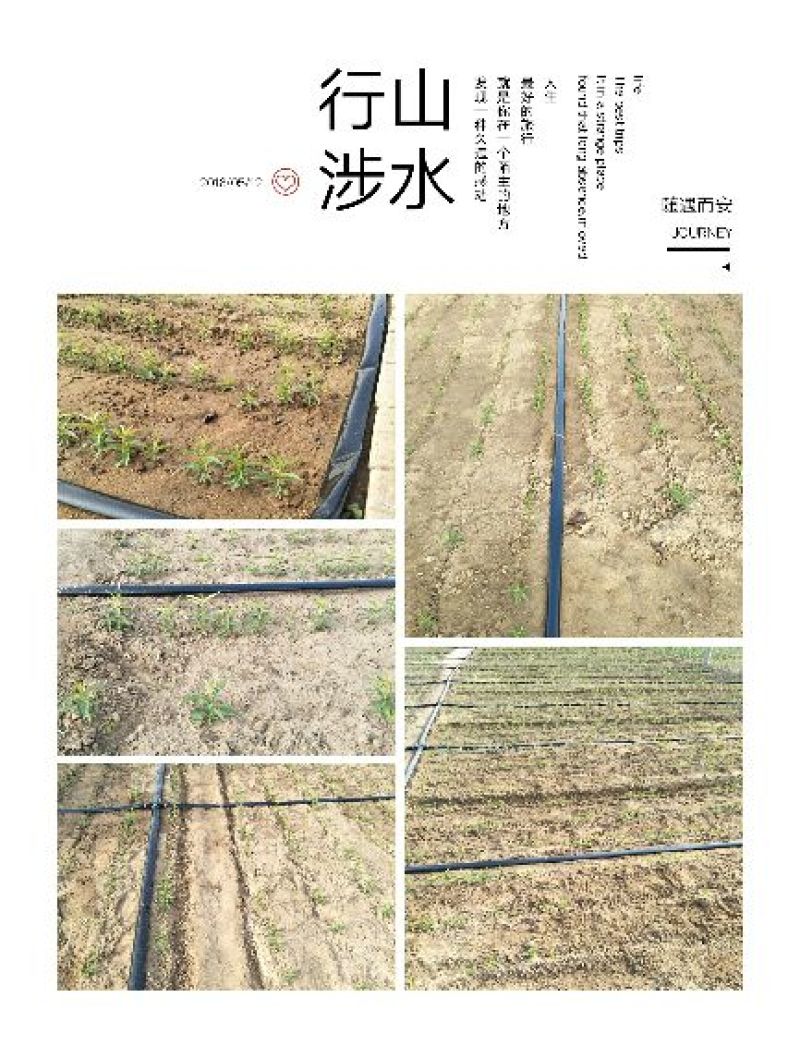这是各种桃，李的占木，用它稼接各种李子桃