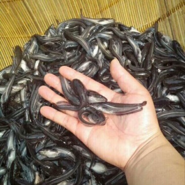 鲶鱼，驯化过的可以喂饲料，成鱼品种青黄