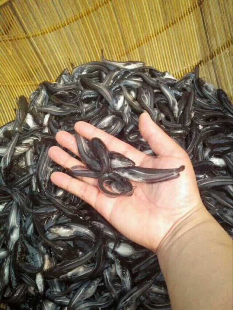 鲶鱼，驯化过的可以喂饲料，成鱼品种青黄