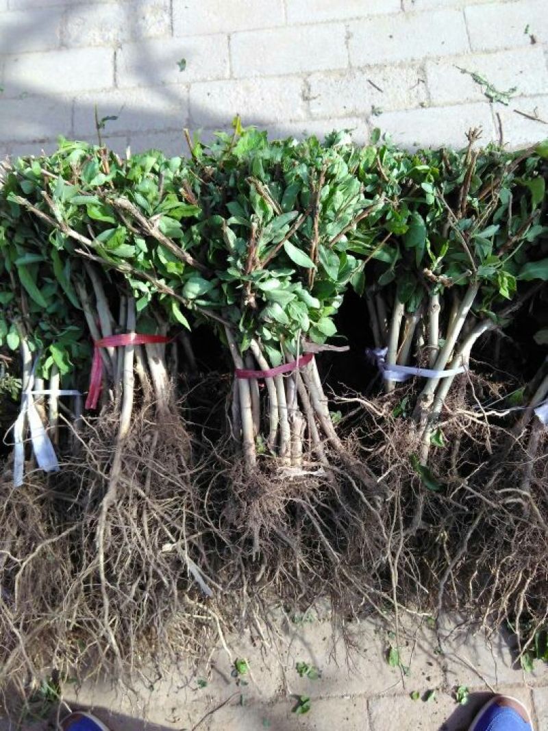 金银花苗正品巨花一号金银花苗木四季树型金银花新品种