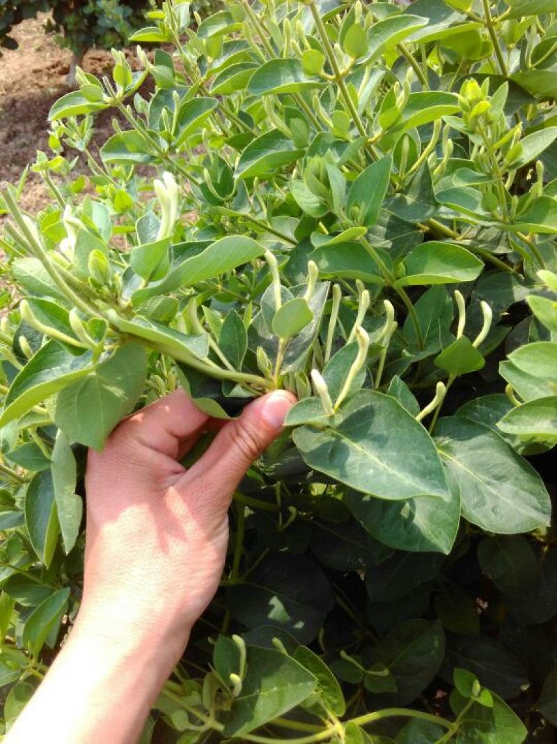 金银花苗正品巨花一号金银花苗木四季树型金银花新品种
