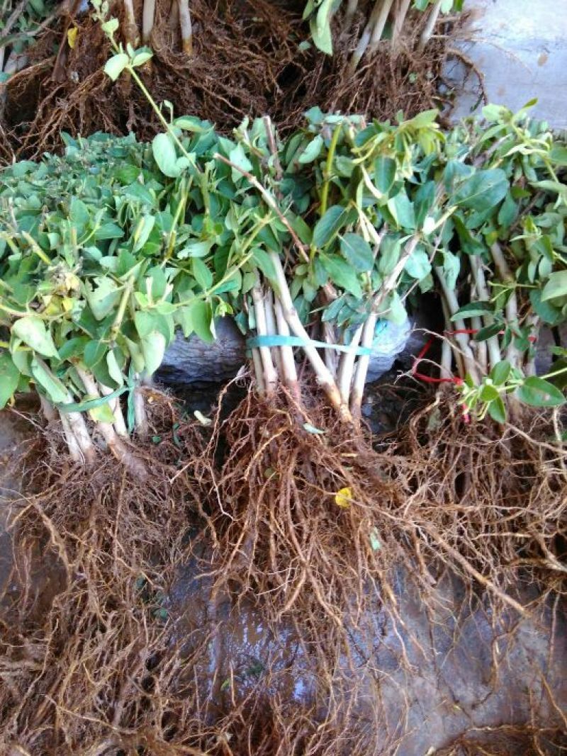 金银花苗正品巨花一号金银花苗木四季树型金银花新品种