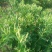 金银花苗正品巨花一号金银花苗木四季树型金银花新品种