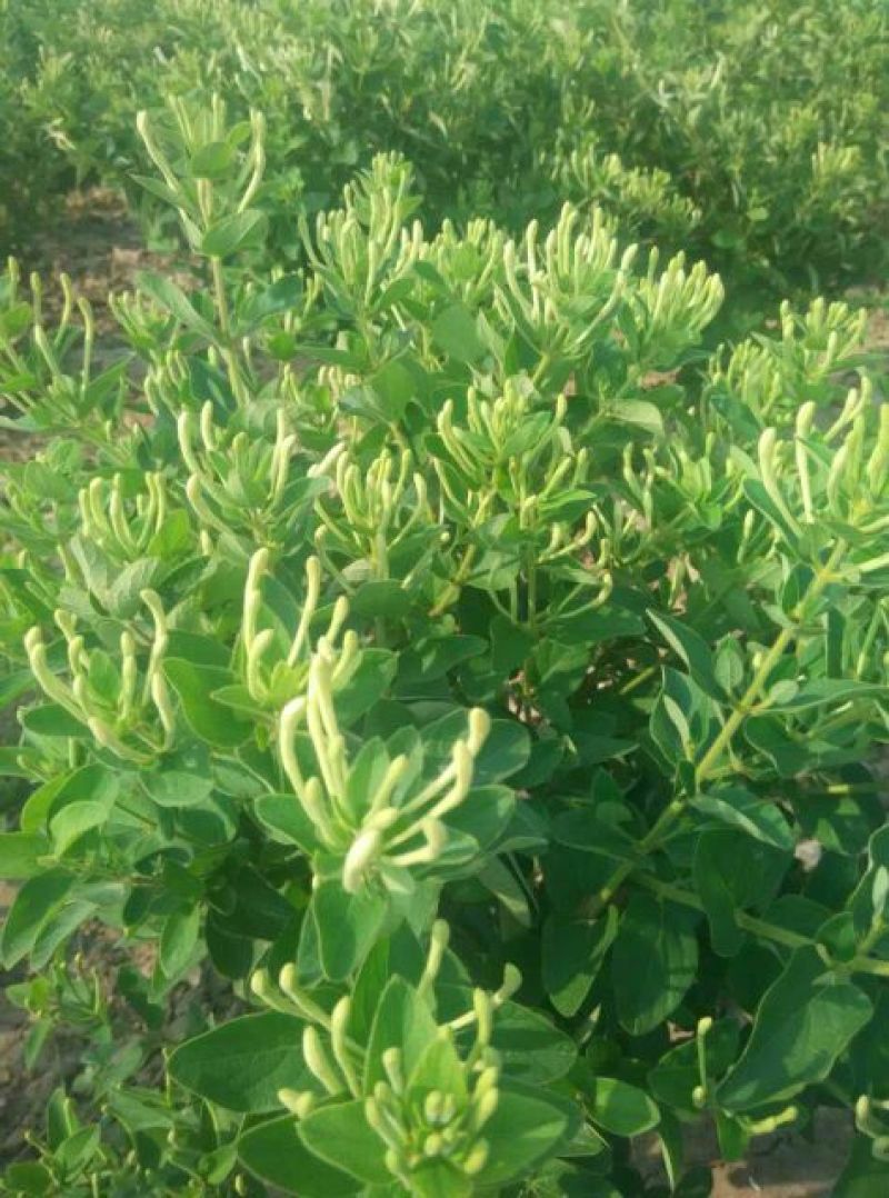 金银花苗正品巨花一号金银花苗木四季树型金银花新品种