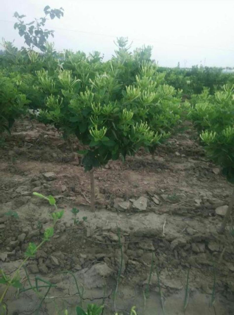 金银花苗正品巨花一号金银花苗木四季树型金银花新品种