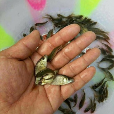 鲫鱼，优质品种，六个月可达到三四两