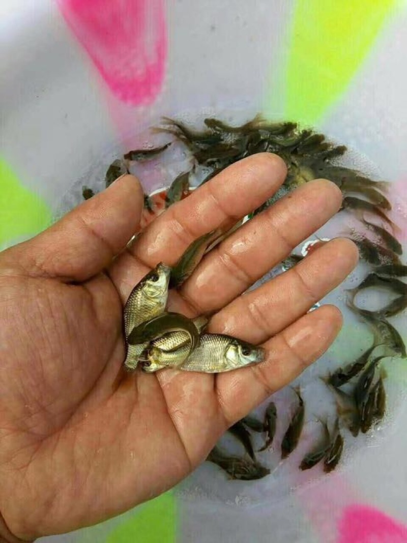 鲫鱼，优质品种，六个月可达到三四两