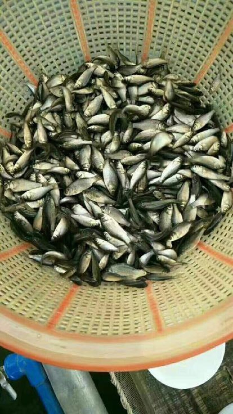 鲫鱼，优质品种，六个月可达到三四两