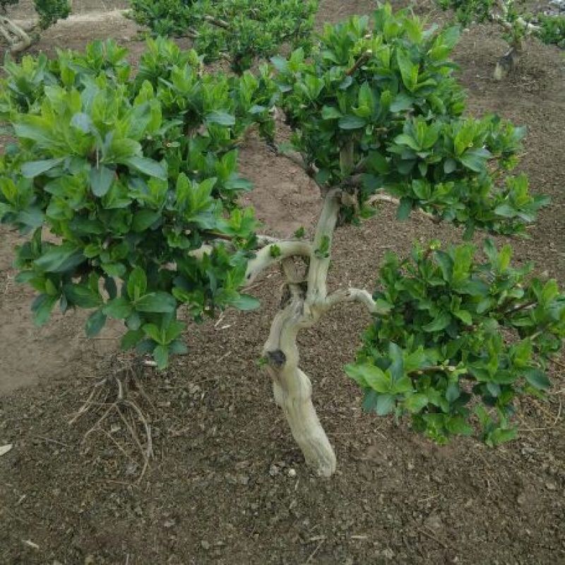 金银花树金银花树苗河北金银花占地树绿化树盆景树