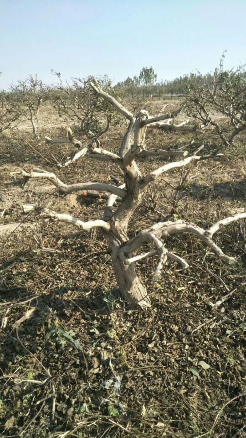 金银花树金银花树苗河北金银花占地树绿化树盆景树