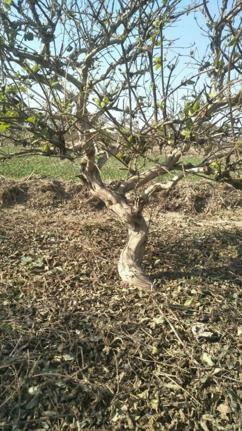 金银花树金银花树苗河北金银花占地树绿化树盆景树