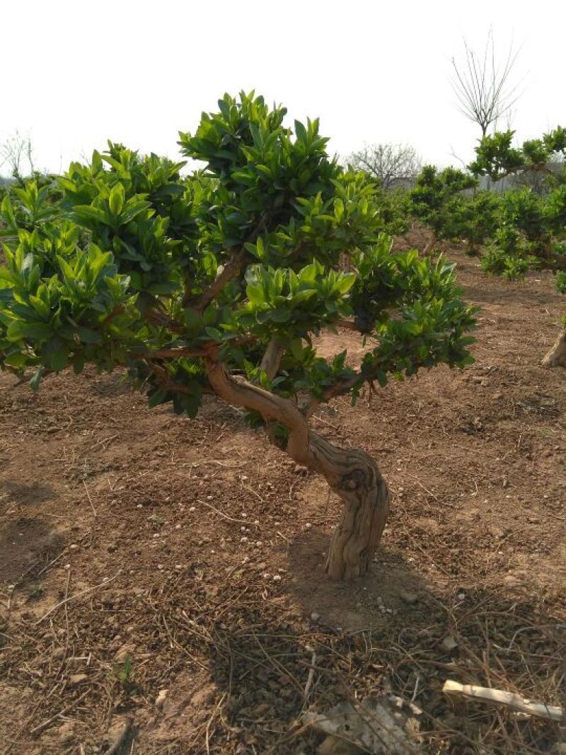 金银花树金银花树苗河北金银花占地树绿化树盆景树