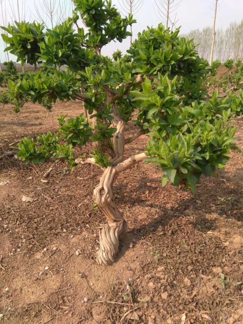 金银花树金银花树苗河北金银花占地树绿化树盆景树