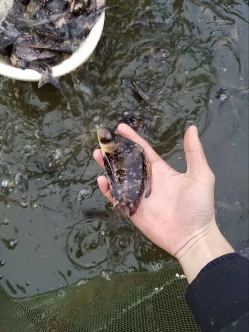 胭脂鱼，中华胭脂鱼，也叫美人鱼，有食用价质和观赏价值