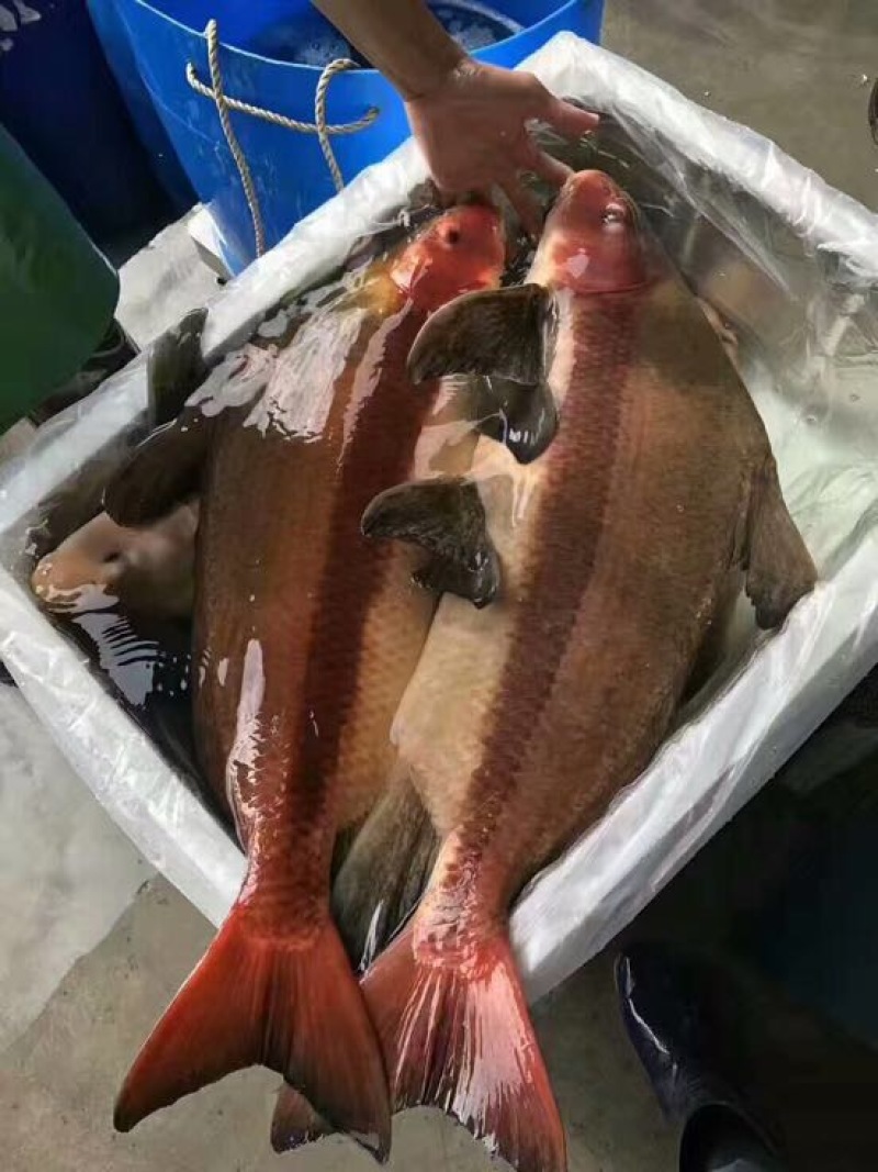 胭脂鱼，中华胭脂鱼，也叫美人鱼，有食用价质和观赏价值