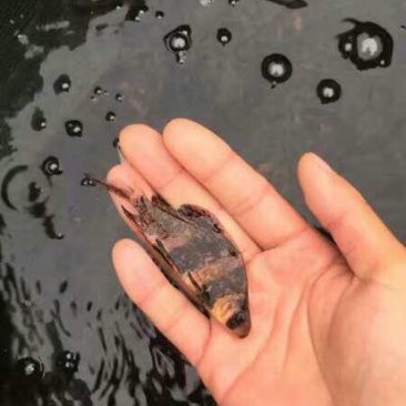 胭脂鱼，中华胭脂鱼，也叫美人鱼，有食用价质和观赏价值