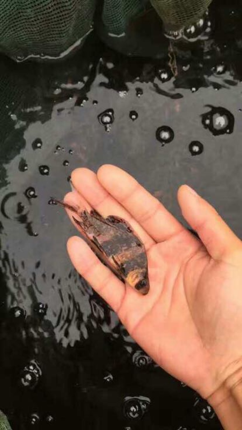 胭脂鱼，中华胭脂鱼，也叫美人鱼，有食用价质和观赏价值