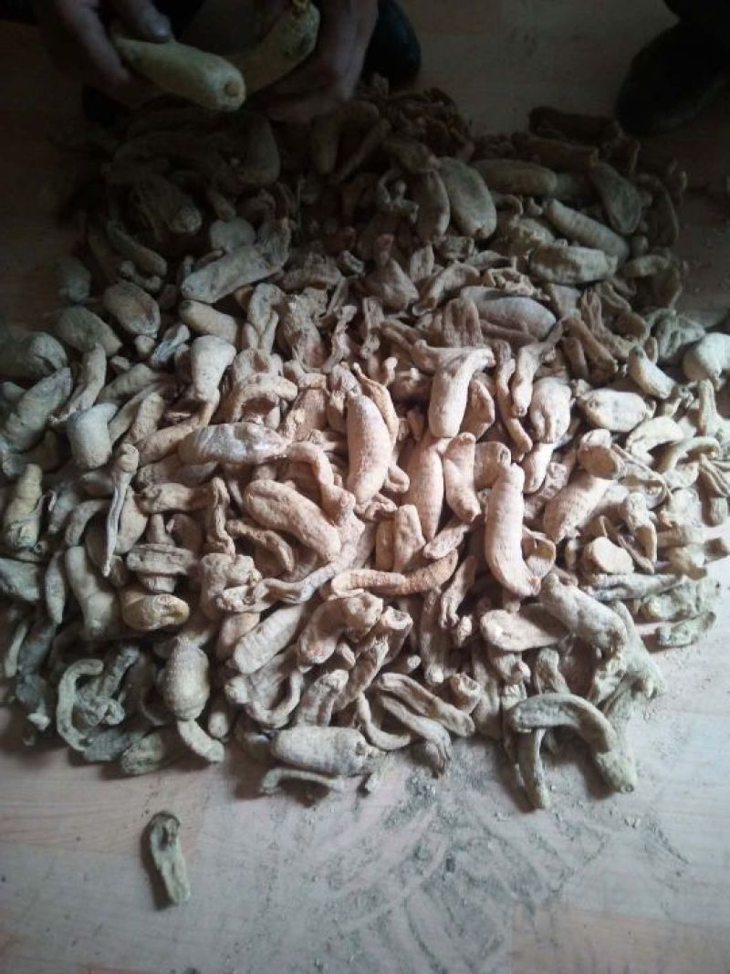 天麻一级陕西秦岭