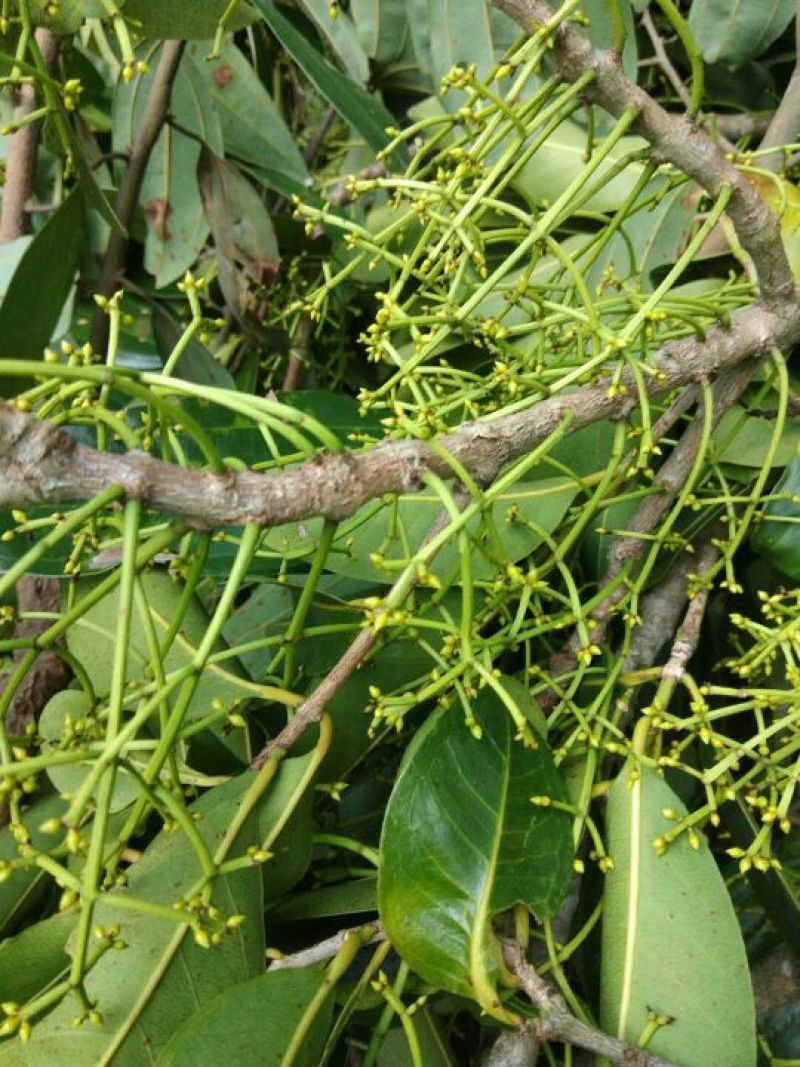 老树水翁花