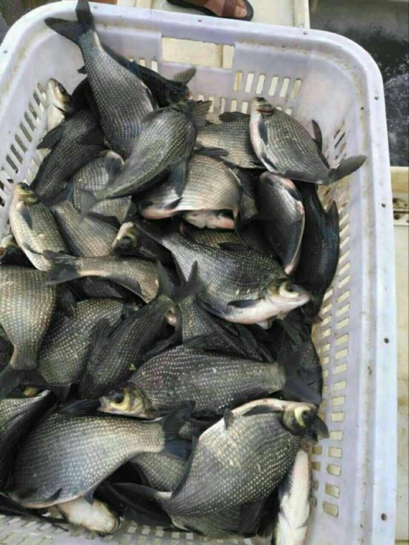武昌鱼10cm以下活鱼，青菜和饲料配喂最佳