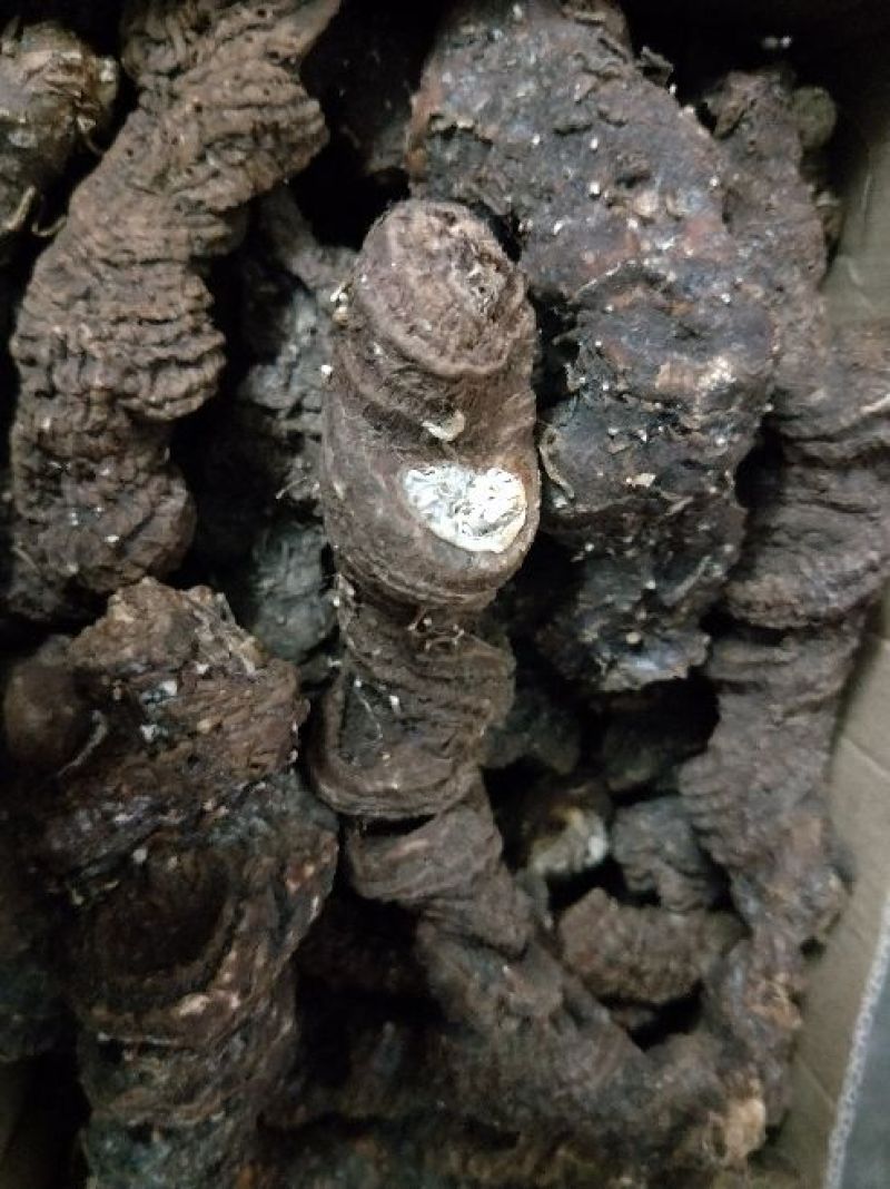 野生重楼干货，新鲜货上市！新鲜晒干，足干