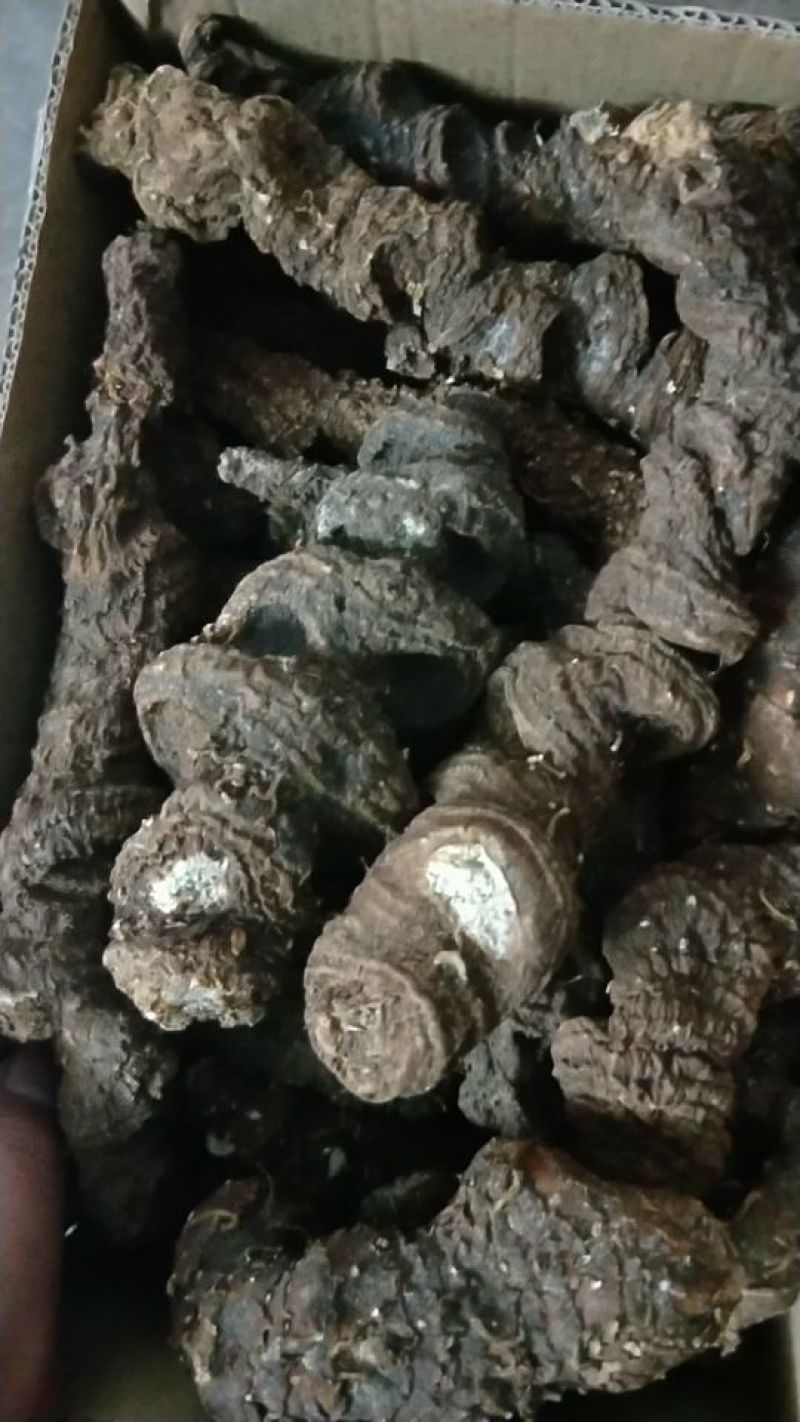 野生重楼干货，新鲜货上市！新鲜晒干，足干