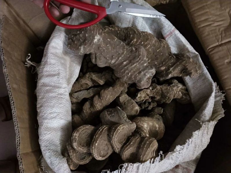 野生重楼干货，新鲜货上市！新鲜晒干，足干
