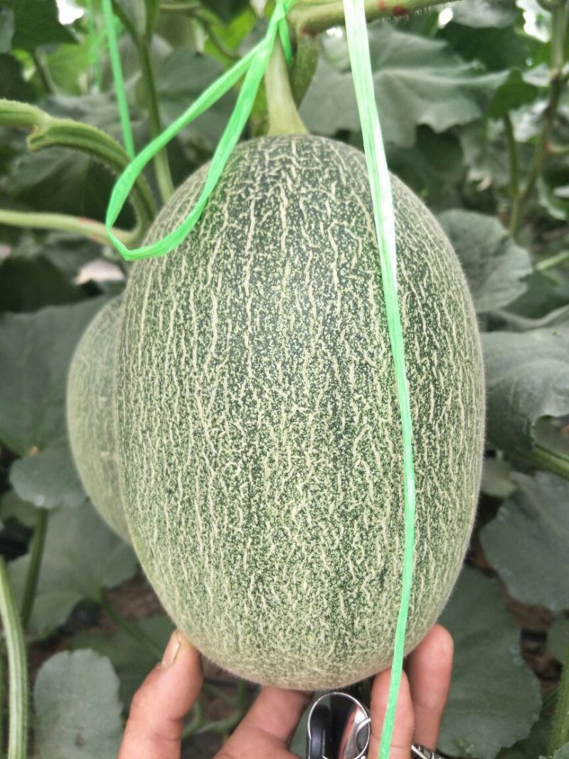 薽品西州密25