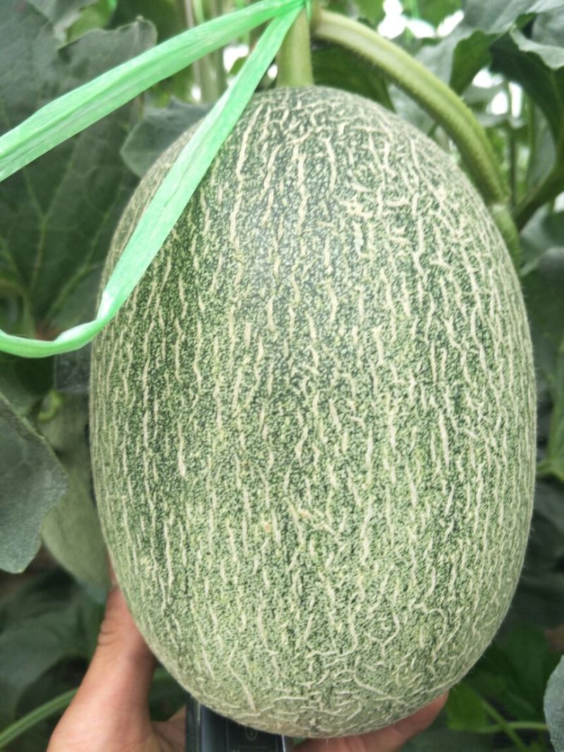 薽品西州密25