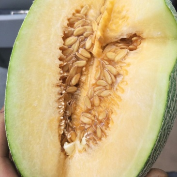 薽品西州密25