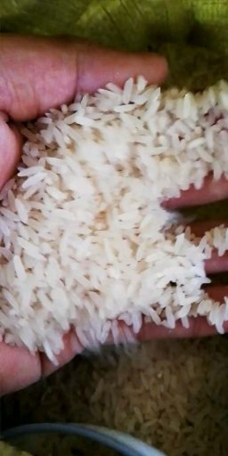 莫比大米