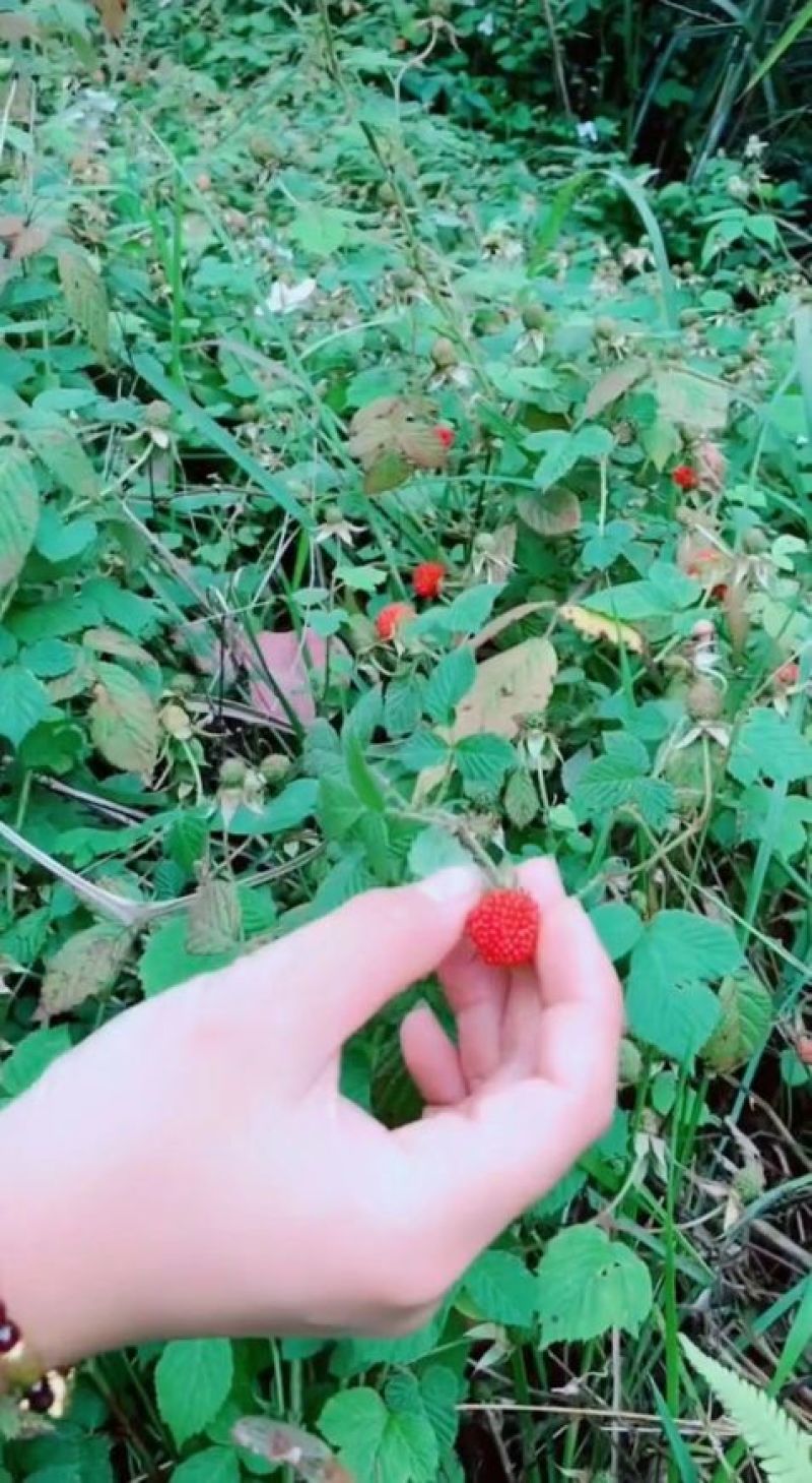 红树莓苗