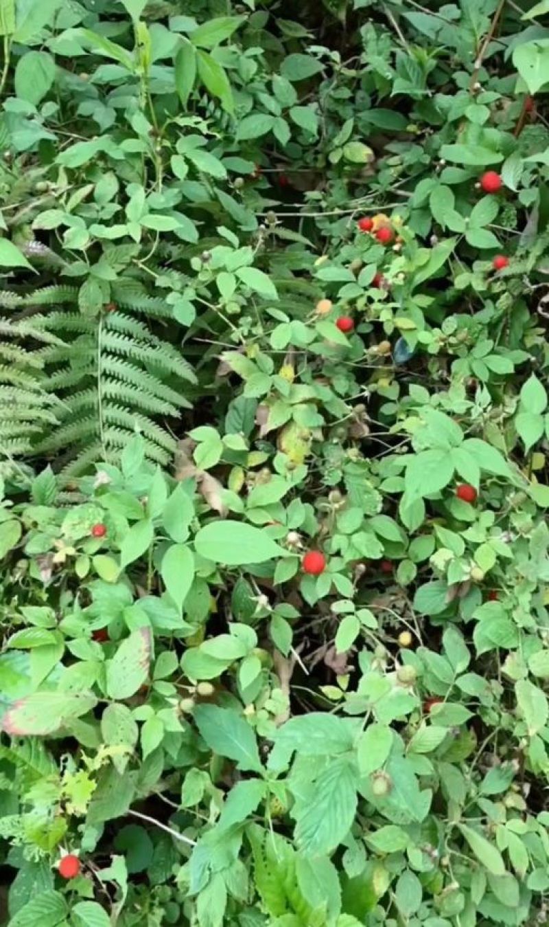 红树莓苗