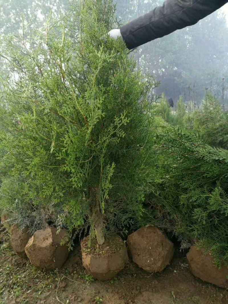 侧柏
