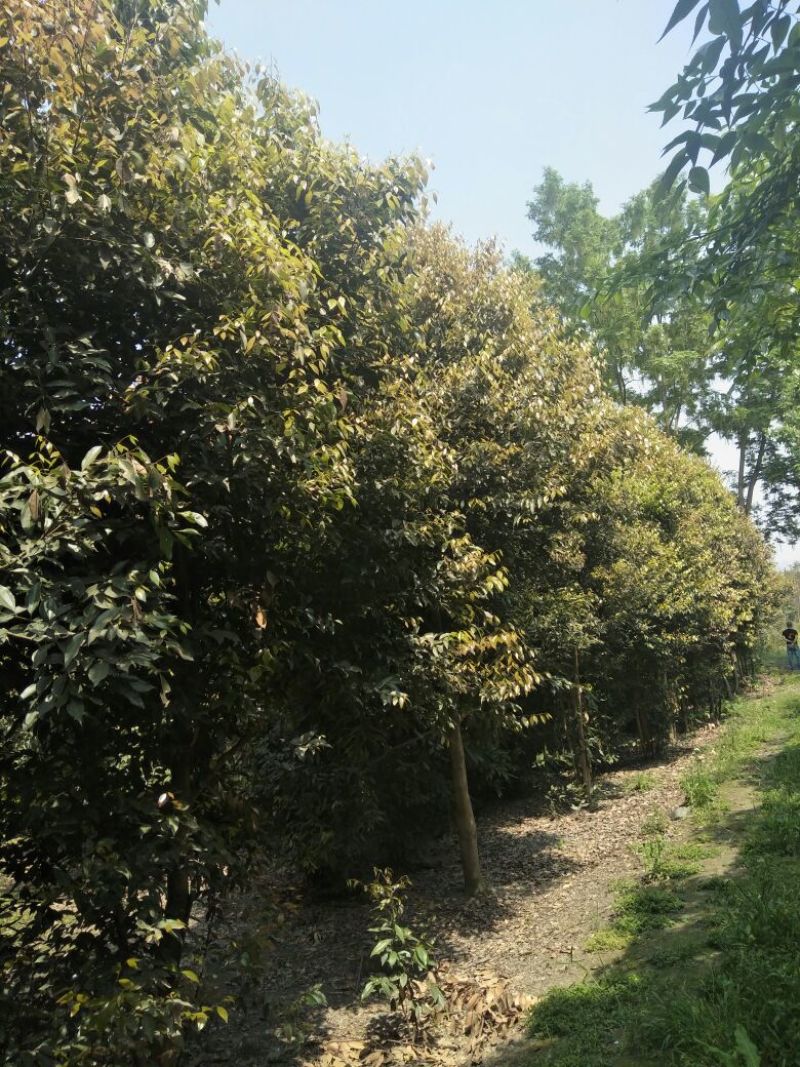 天竺桂树形好价格根据买的公分数协调价十人名量大丛优
