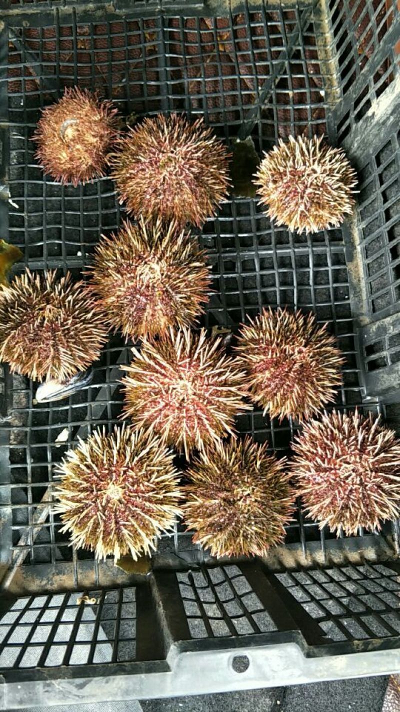 海胆