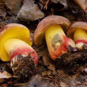 野生菌云南各种新鲜野生菌批发价格详谈
